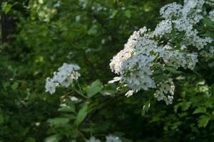 fleurs de cerisier avec flou artistique. fleurs blanches printanières sur une branche d'arbre. photo