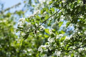 fleurs de cerisier avec flou artistique. fleurs blanches printanières sur une branche d'arbre. photo