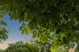 fond naturel avec des feuilles de châtaignier contre le ciel photo