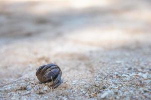 crabe ermite marchant sur une plage de sable à khao lak, phang nga, thaïlande. notion de vacances d'été photo