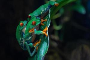 rainette aux yeux rouges, agalychnis callidryas photo