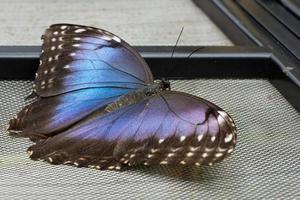 papillon morpho bleu, morpho peleides photo