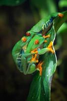 rainette aux yeux rouges, agalychnis callidryas photo