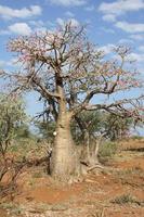 rose du désert, ethiopie, afrique photo