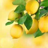 bouquet de citron, bokeh