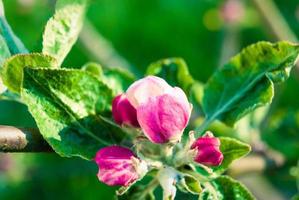 fleurs de pomme rose, beau fond de printemps. photo