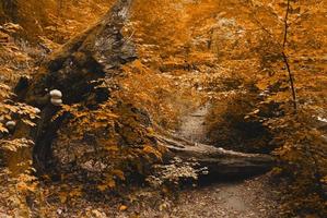 forêt d'automne photo