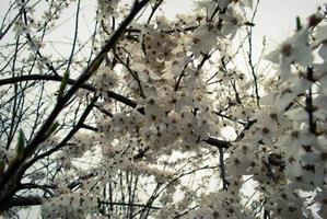 belles fleurs de sakura, fleur de cerisier photo