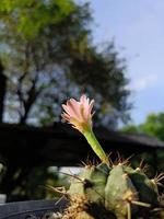 gros plan fleur violet clair de cactus dans un pot, arrière-plan flou gros plan photo