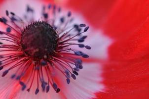 fleur de pavot rouge