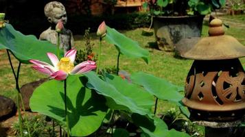 la fleur de lotus naturelle fleurit dans un beau jardin photo