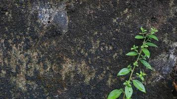 plante sur un vieux mur de briques photo