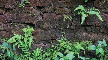 plante sur un vieux mur de briques photo