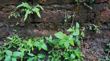 plante sur un vieux mur de briques photo