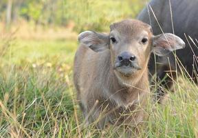 bébé buffle et sa mère dans le pré photo