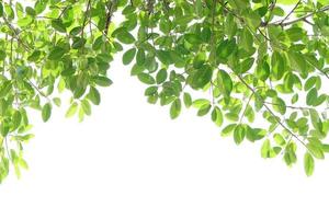 journée mondiale de l'environnement.feuilles vertes sur fond blanc photo