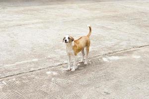 le chien est marron et blanc sur un sol en ciment. photo