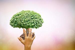 nous aimons le monde des idées. petit arbre nature arrière-plan flou.journée mondiale de l'environnement. photo