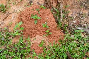 nids de termites qui utilisent le sol pour la nidification photo