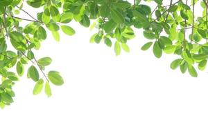 journée mondiale de l'environnement.feuilles vertes sur fond blanc photo