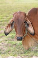 grosse vache sur le pré photo