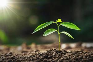 petite plante poussant à la lumière du matin au jardin. concept jour de la terre photo