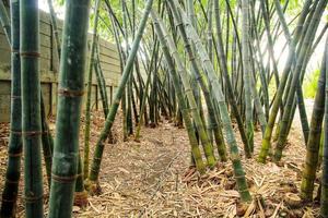 jardin de bambous à la lumière naturelle photo
