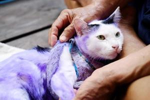 dermatite et traiter la pilule violette pour chat avec teigne malade ou ver annulaire sur la peau du chat. photo