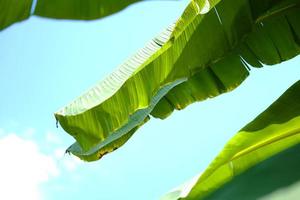 rétroéclairage vert feuille de bananier avec lumière du soleil et ciel bleu dans le jardin photo