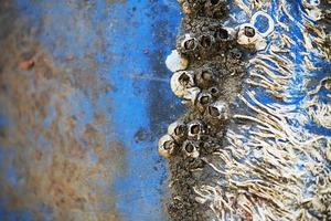 Fossile abstrait de bâton de coquillages sur un seau en plastique bleu photo