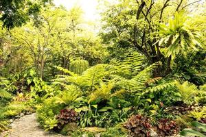 nature verte de fougères et d'arbres sur fond de jardin tropical.