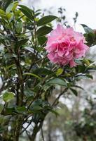 azalée rose avec la goutte pure. photo