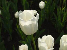 tulipes blanches. parterre de fleurs. le printemps photo