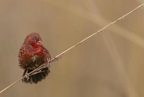 avadavat rouge ou amandava amandava oiseau mâle perché sur des buissons secs dans la forêt. photo