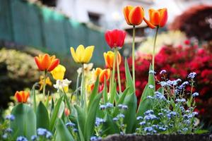 tulipes, narissen, oubliez-vous, azalées jardin de printemps sur le lac maggiore, close-up