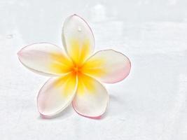 fleur de plumeria blanche avec goutte. photo