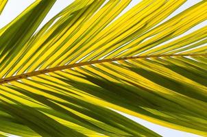 feuille de palmier jaune sous le ciel bleu clair. photo