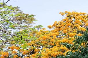 l'arbre de la fierté de la barbadose est en fleurs. photo