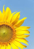 le tournesol en fleurs photo