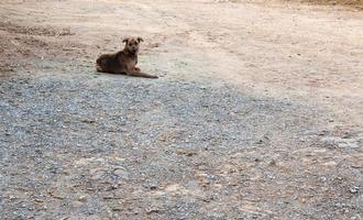 un chien brun solitaire se repose sur le chemin de terre. photo