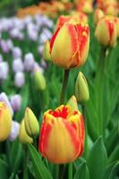 tulipes rouges - jaunes photo