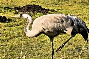 un gros plan d'une grue couronnée rouge photo