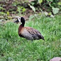 un gros plan d'un canard siffleur photo