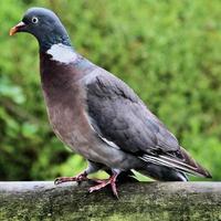 un gros plan d'un pigeon ramier photo