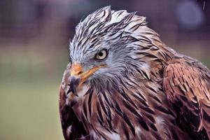 un gros plan d'un cerf-volant rouge photo