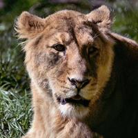 un gros plan d'un lion d'Afrique photo