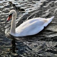 un gros plan d'un cygne muet photo