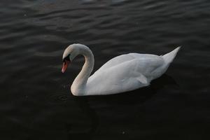 un gros plan d'un cygne muet photo