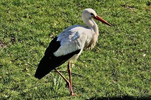 un gros plan d'une cigogne blanche photo