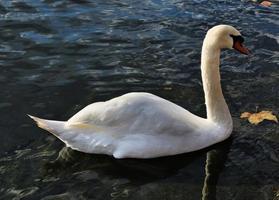 un gros plan d'un cygne muet photo